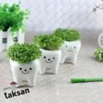 گلدان کوچک طرح دندان ۳ عددی - Image 2